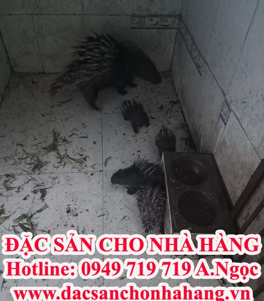 Bán Nhím Thịt Tại Trại Nhím Củ Chi