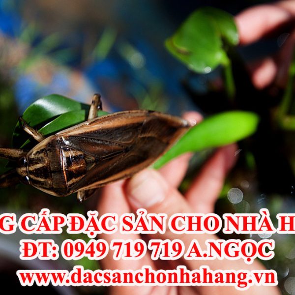 Cà Cuống Giống Bố Mẹ