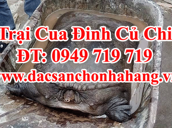 Nơi Cung Cấp Cua Đinh Thịt Thương Phẩm Tại TP.HCM