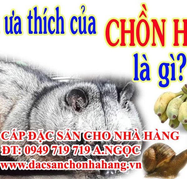 Đại Lý Thu Mua Chồn Hương Thịt Trại Chồn Hương Củ Chi