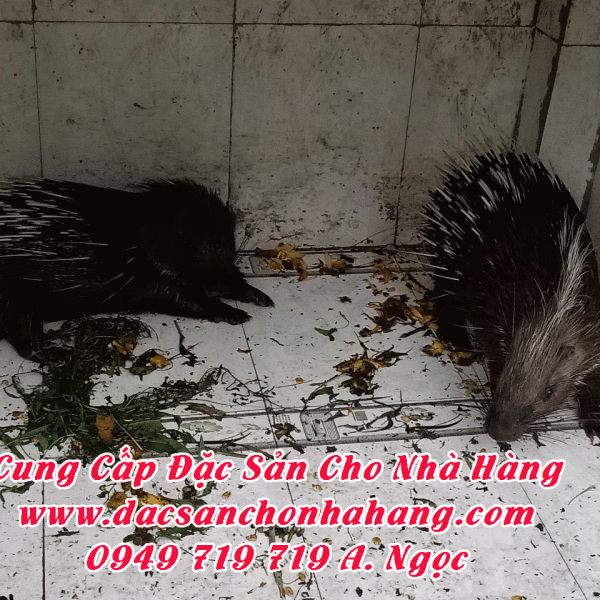 Nhím Giống Bố Mẹ