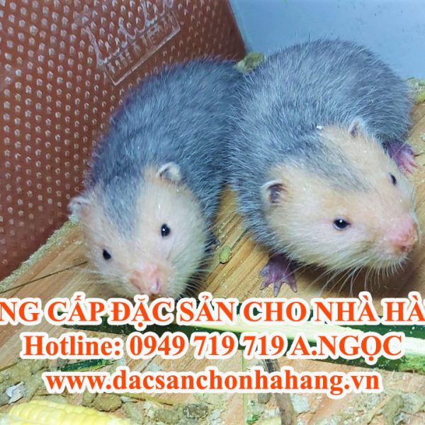 Địa Chỉ Bán Dúi Thịt Tại TP.HCM