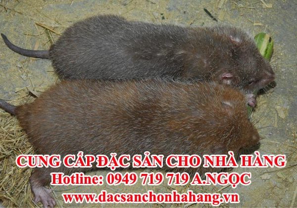 Dúi Thịt