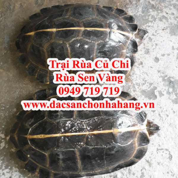 Rùa Phóng Sinh - Rùa Nuôi Kiểng - Rùa Nuôi Phong Thuỷ - Rùa Trị Bệnh