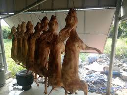 Thỏ Thịt Móc Hàm Nguyên Con