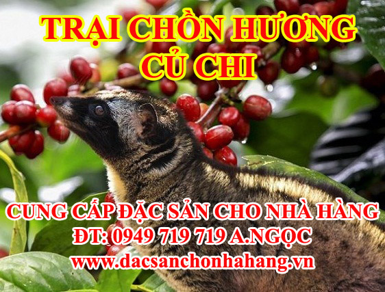 Thu Mua Chồn Hương Thịt