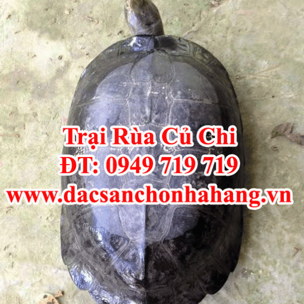 Nơi Bán Sỉ Lẻ Cung Cấp Rùa Thịt Tại TP.HCM