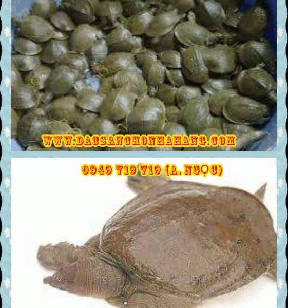 Baba Con Giống