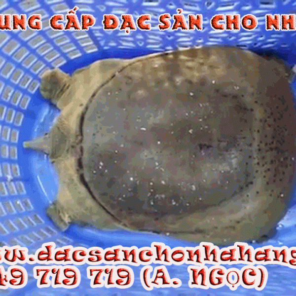 Cua Đinh Thịt